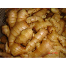 Fresh Ginger Chinese Ginger